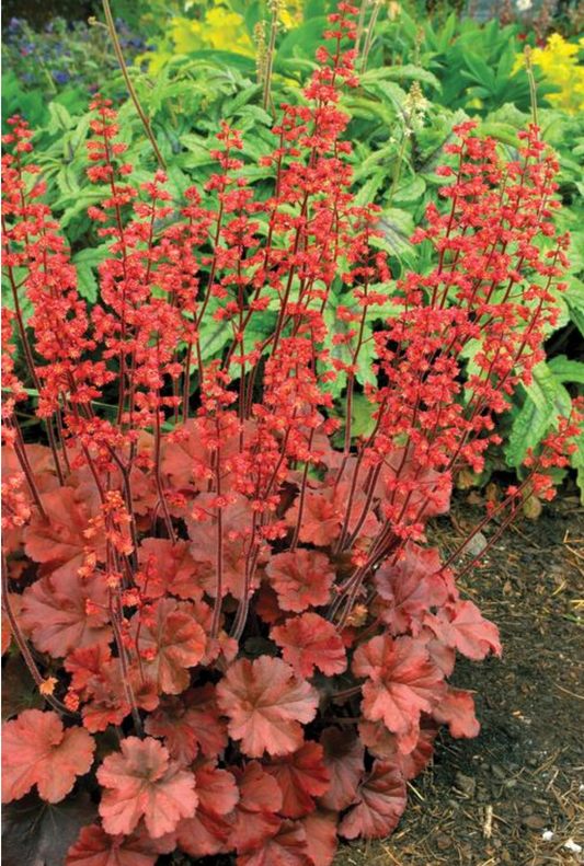 Heuchera x  'Cherry Cola' (Coral Bells)