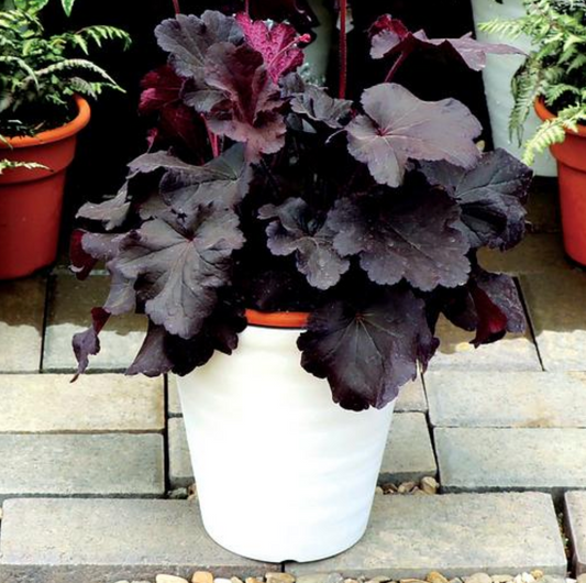 Heuchera x 'Northern Exposure™ Black' (Coral Bells)