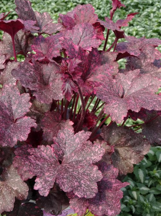 Heuchera x 'Midnight Rose' (Coral Bells)