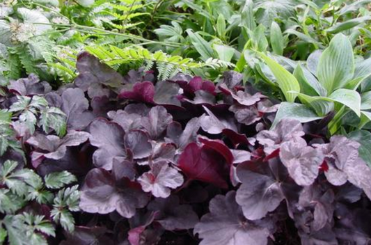 Heuchera x 'Obsidian' (Coral Bells)