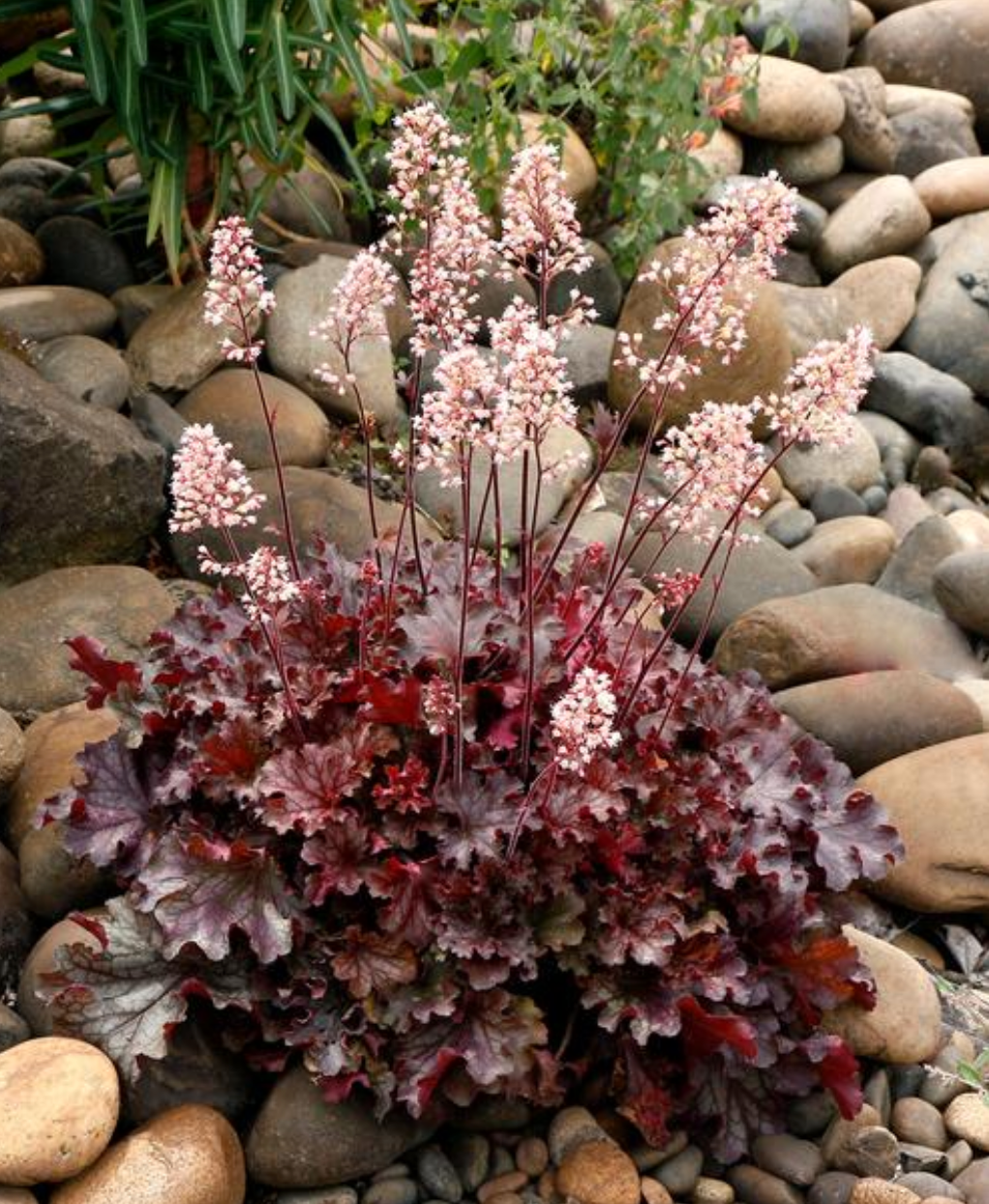 Heuchera x 'Ruby Tuesday' (Coral Bells)