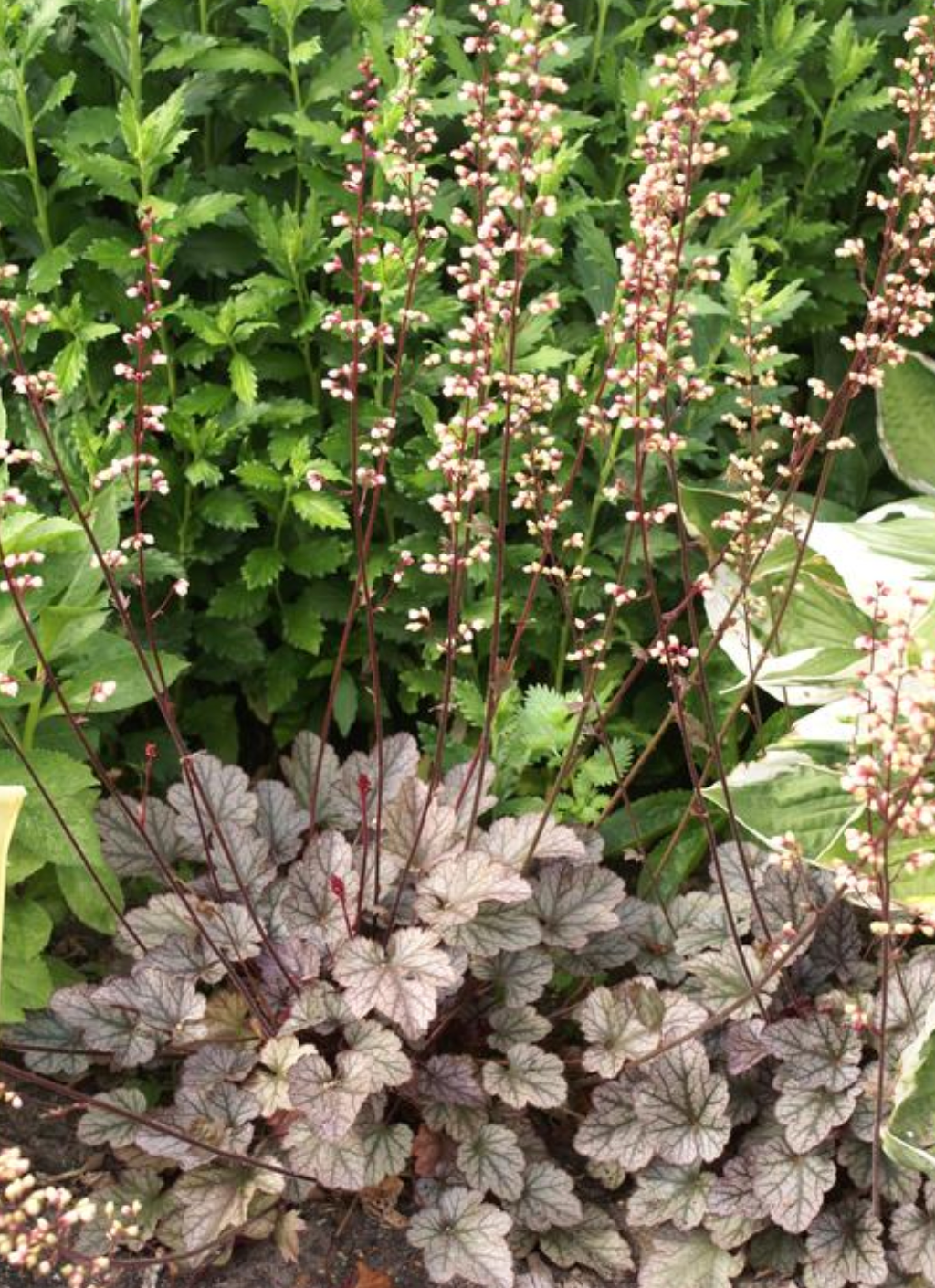 Heuchera x bizoides 'Silver Scrolls' (Coral Bells)