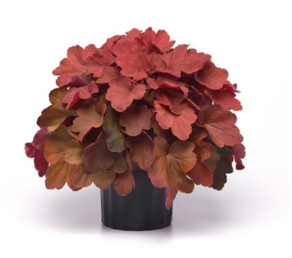 Heuchera x 'Carnival Cinnamon Stick' (Coral Bells)