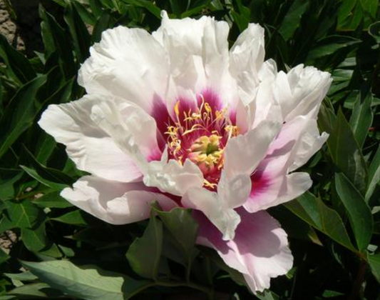 Paeonia Itoh 'Cora Louise'