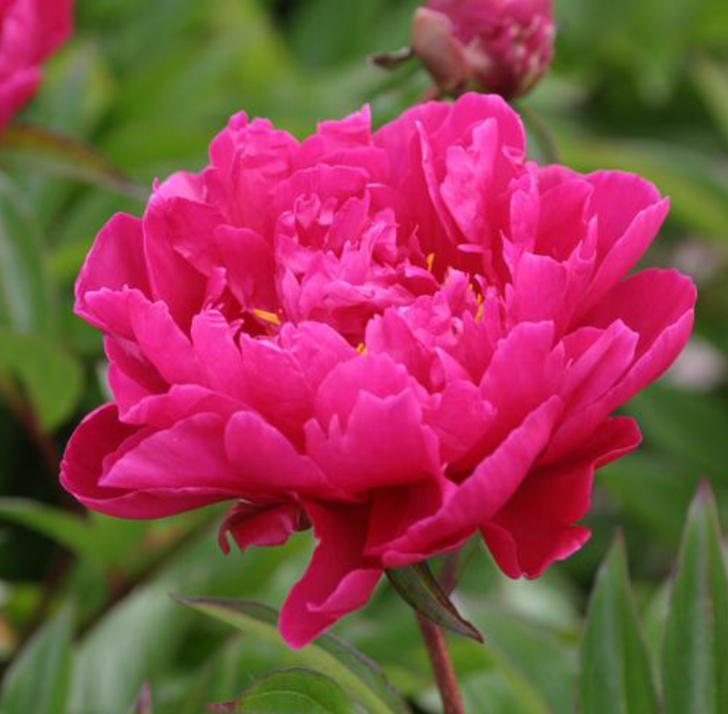 Paeonia  lactiflora 'Karl Rosenfield'