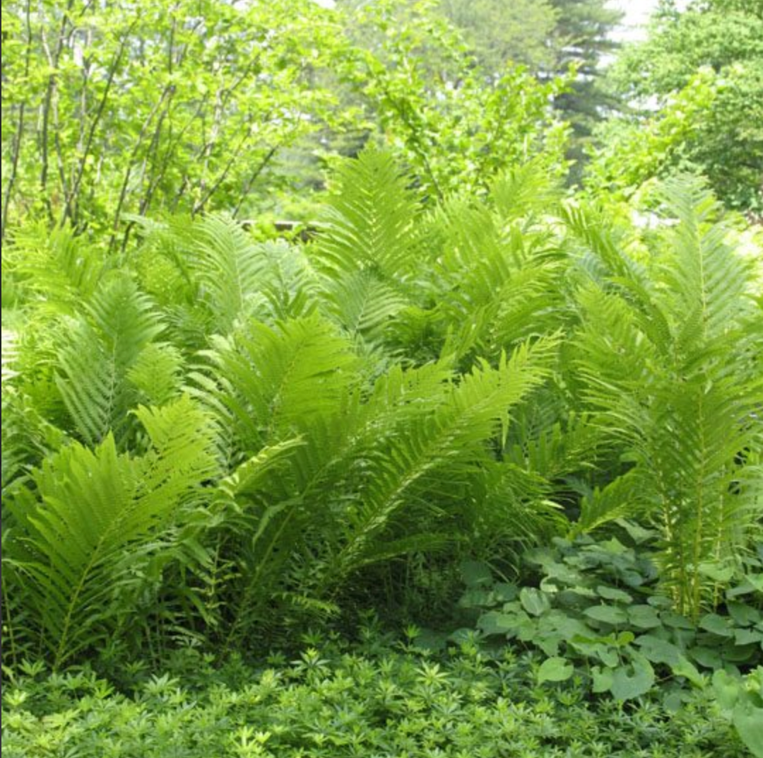 Athyrium filix-femina