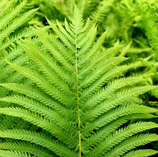 Athyrium filix-femina