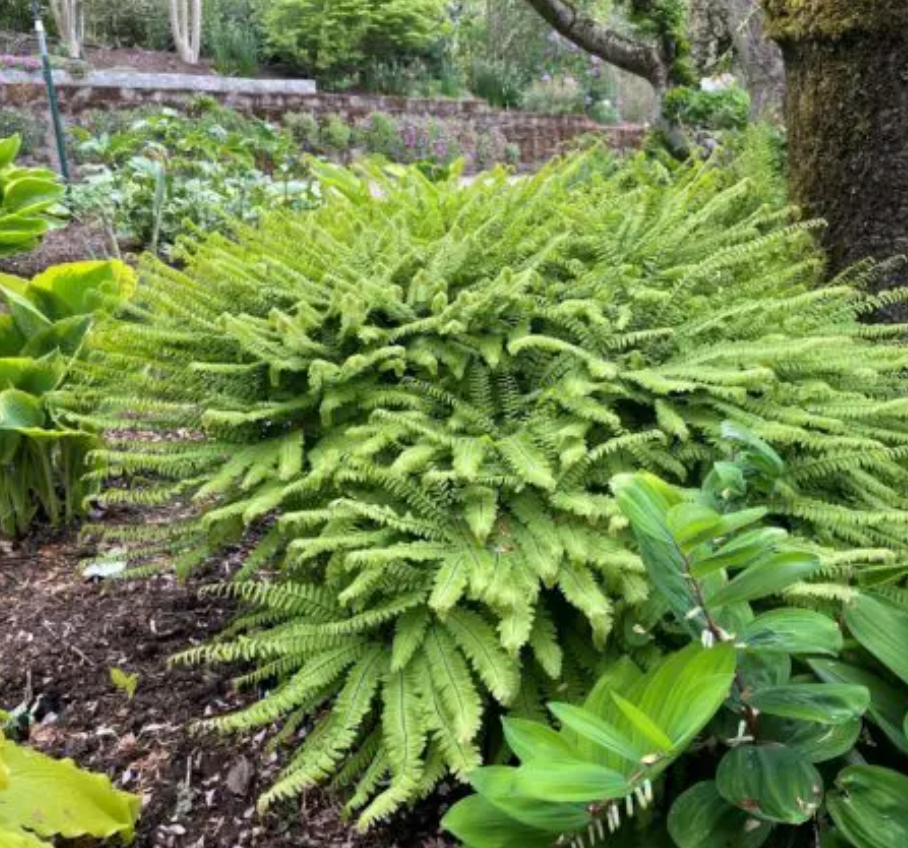 Adiantum aleuticum (Five-Finger Maidenhair)