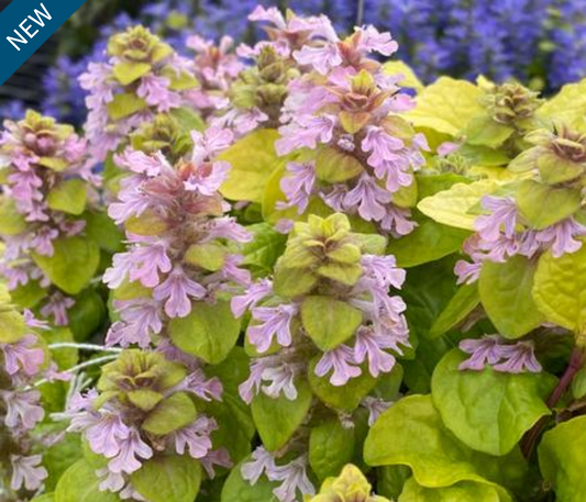 Ajuga reptans Feathered Friends 'Flashy Flamingo'