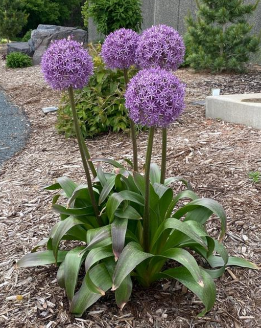 Allium 'Globemaster'(potted)