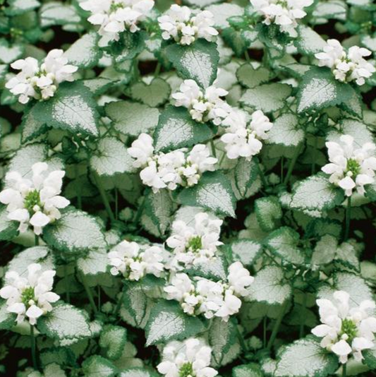 Lamium maculatum 'White Nancy'