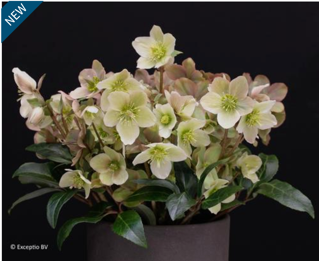 Helleborus orientalis 'Eternal Spark'