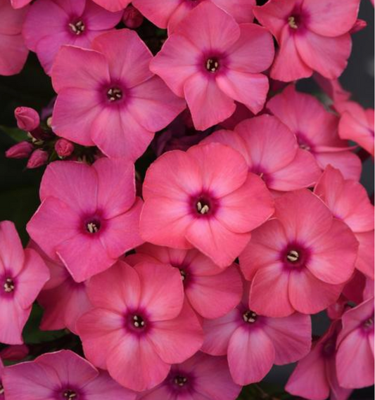 Phlox paniculata 'Super Ka-Pow Coral'
