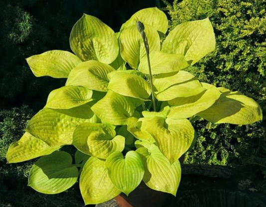 Hosta 'Glad Tidings'