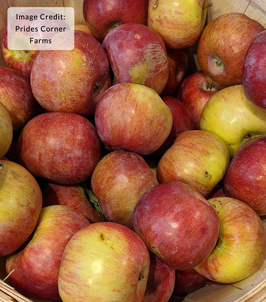 Malus 'Cortland' - Apple