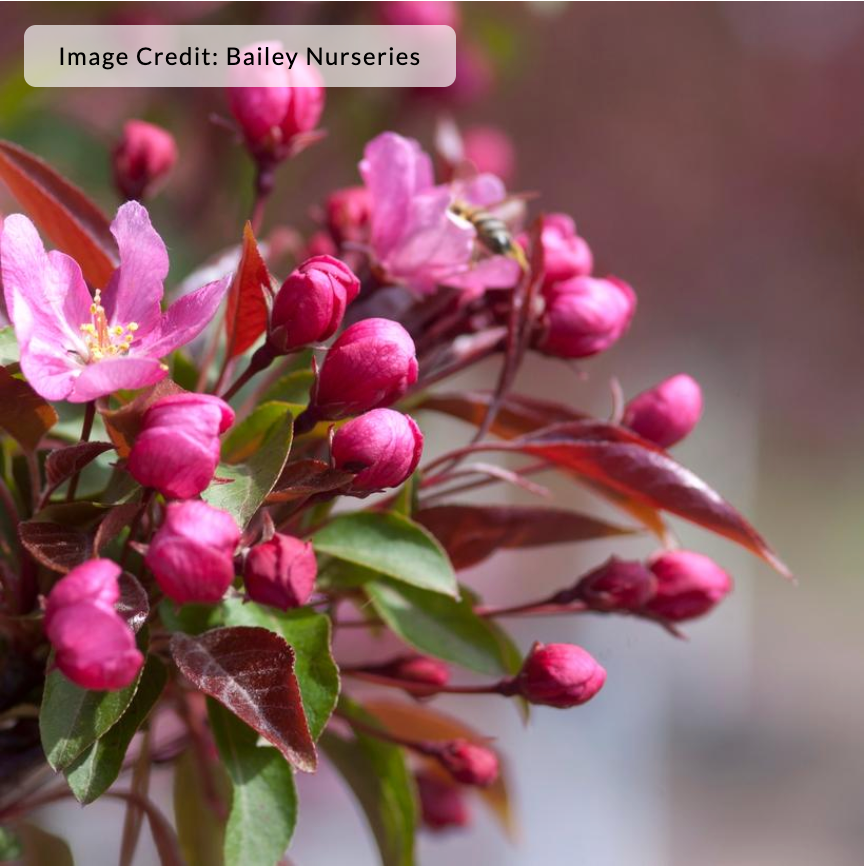 Malus 'Red Splendor' - Crab Apple