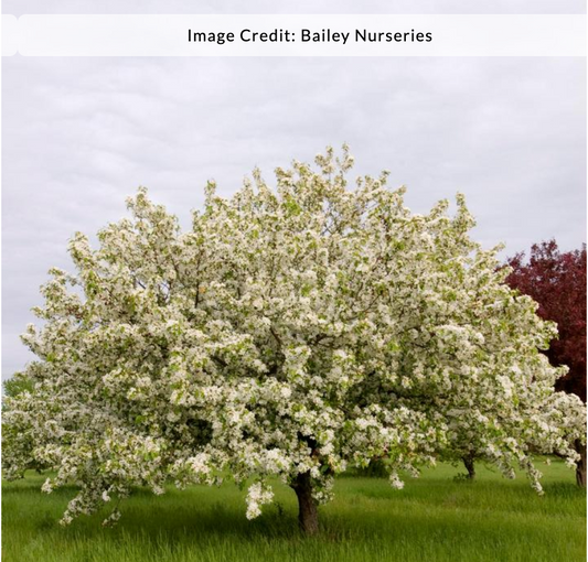 Malus 'Donald Wyman' - Crab Apple