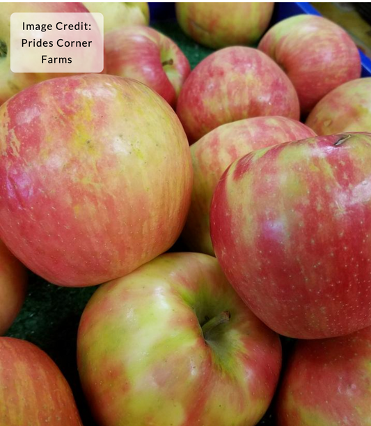 Malus 'Honeycrisp' (Apple)