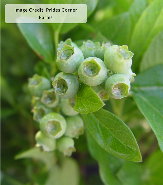 Vaccinium 'Jersey' - Highbush Blueberry