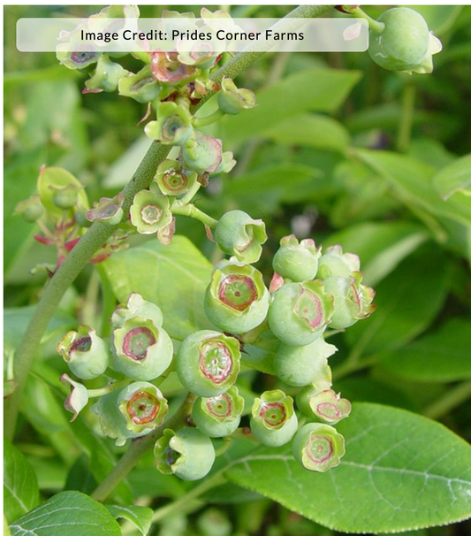Vaccinium corymbosum 'Northland' - Highbush Blueberry