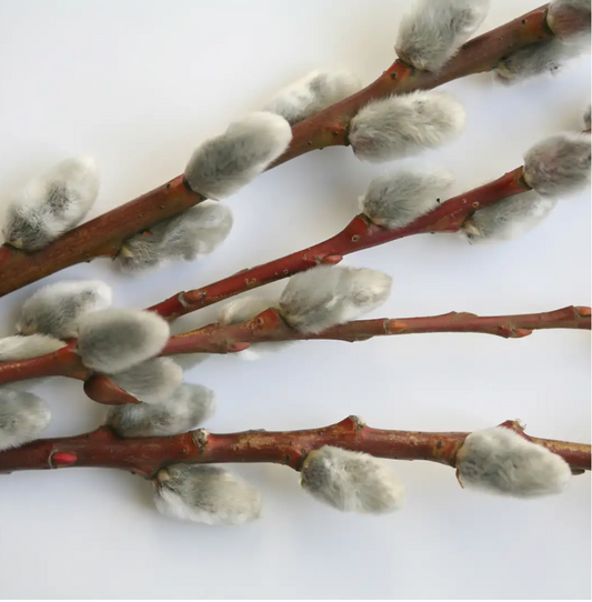 Salix 'Winter Glory' - Snake Willow