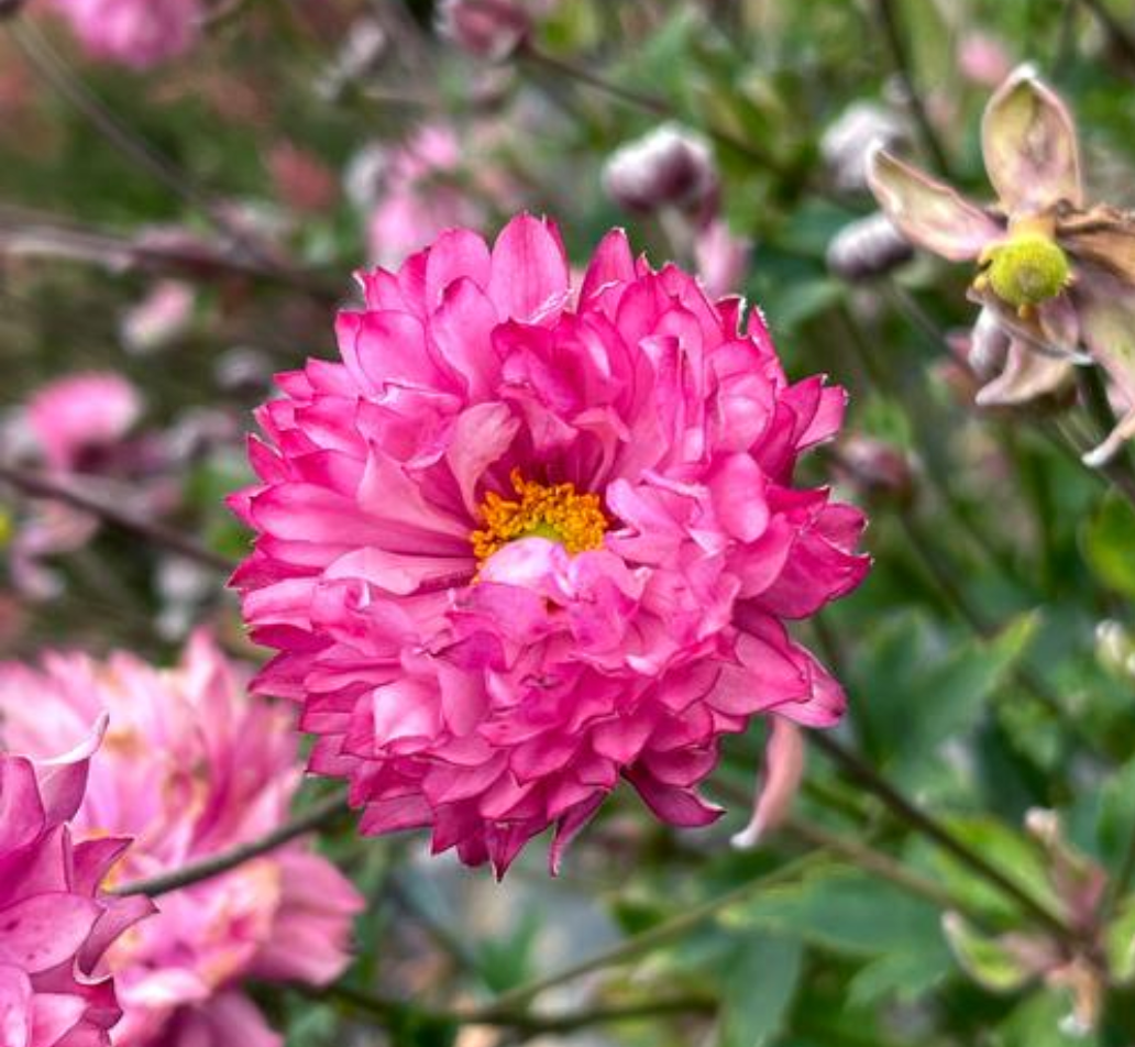 Anemone japonica PUFF 'Pink' (Japanese Windflower)