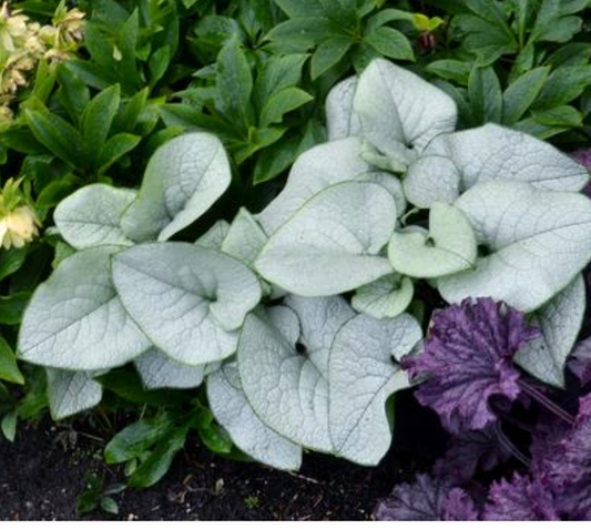 Brunnera macrophylla 'Alexandria'