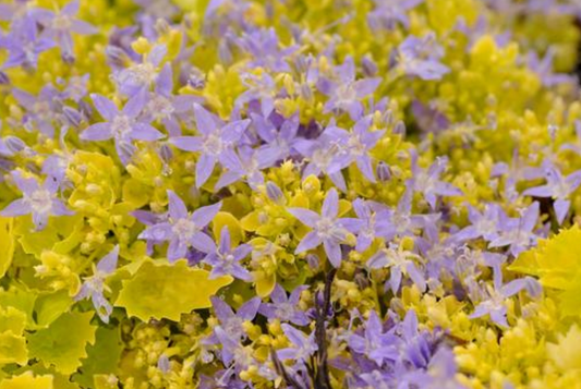 Campanula garganica 'Dickson's Gold'