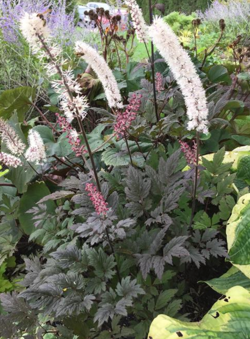 Actaea simplex 'Brunette' (Cimicifuga, Baneberry, Snakeroot)