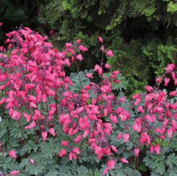 Dicentra 'Amore Rose'  (Bleeding Heart)