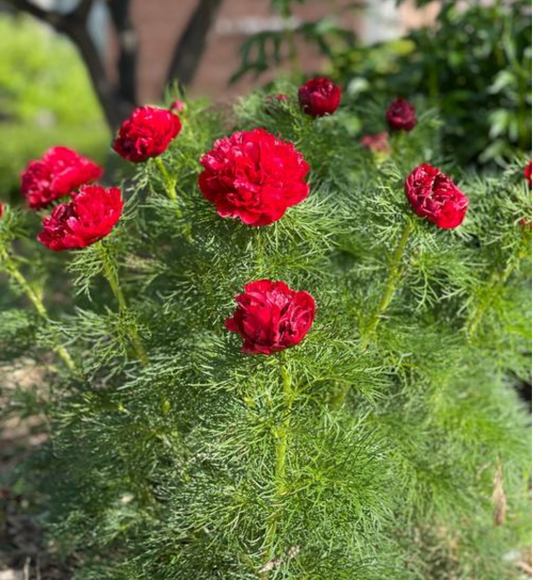 Paeonia officinalis 'Rubra Plena' (Fern Leaf Peony)