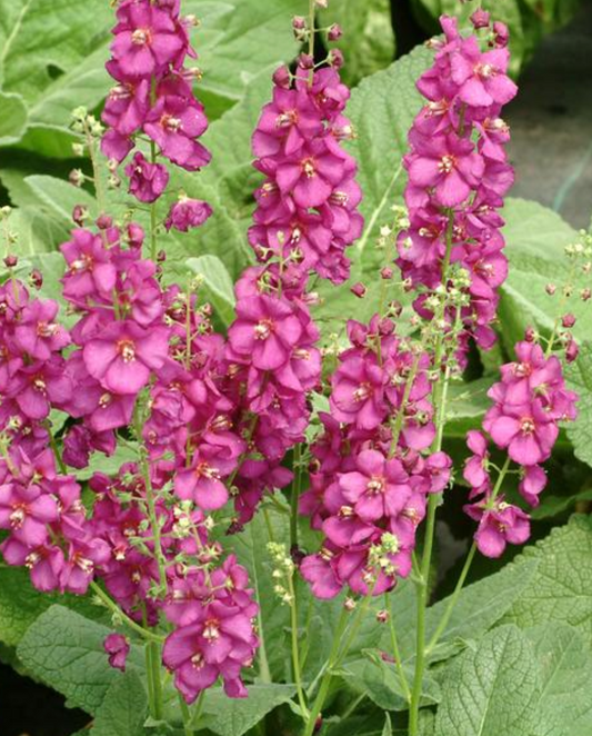 Verbascum x 'Royalty' (Mullein)