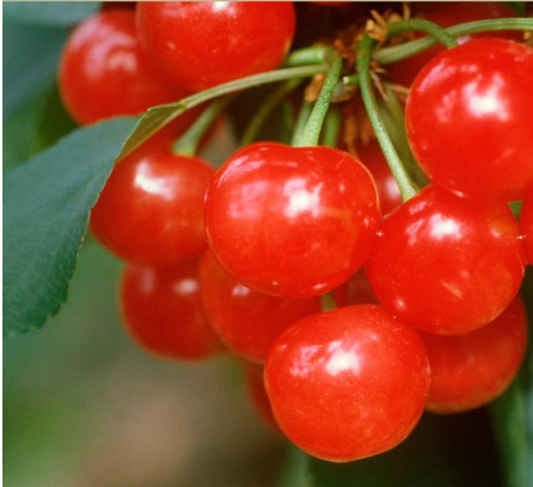 Cherry 'Montmorency' - Cherry tree (Prunus)