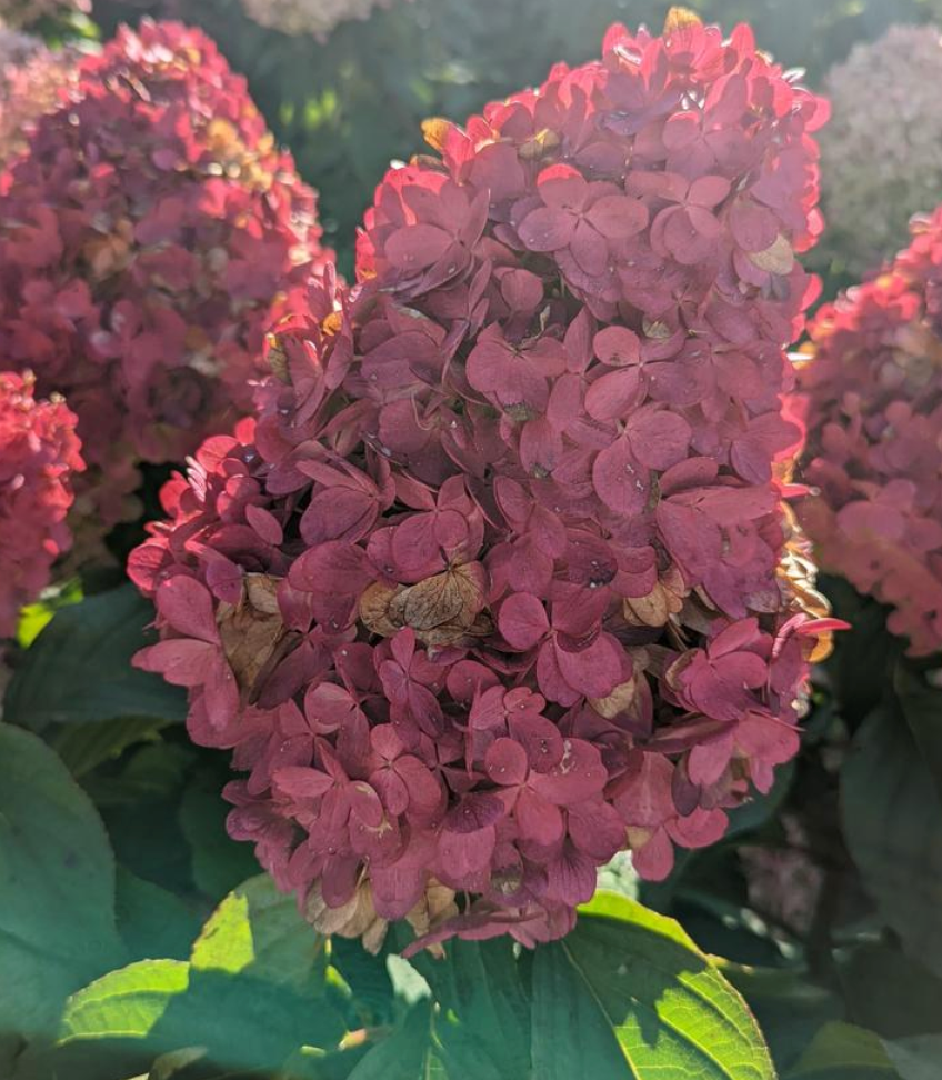 Hydrangea paniculata 'Love-A-Lot Pink'  - (Shrub)