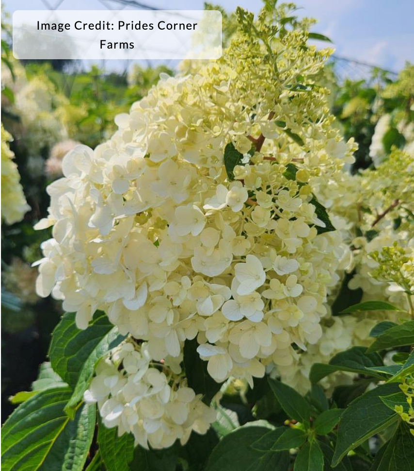 Hydrangea paniculata 'Love-A-Lot Pink'  - (Shrub)
