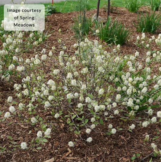 Fothergilla x intermedia 'Legend of the Small®' (Bottlebrush)