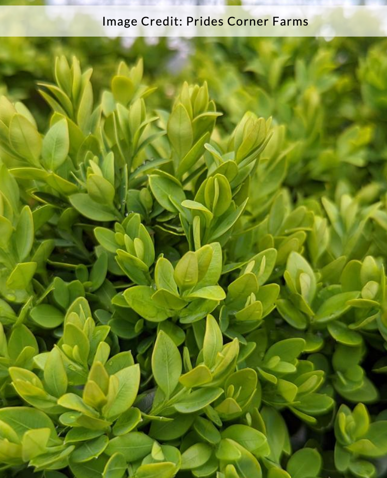 Buxus 'Green Velvet' - Boxwood