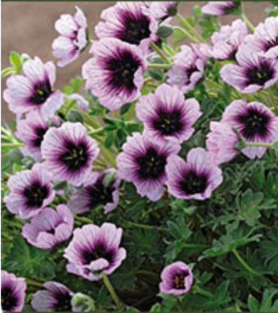 Geranium cinereum 'Thumping Heart'