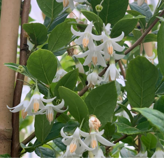 Styrax japonicus 'Starway to Heaven' (Japanese Snowbell)
