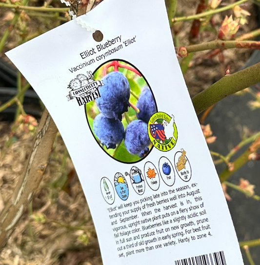Vaccinium corymbosum Elliot (Blueberry)