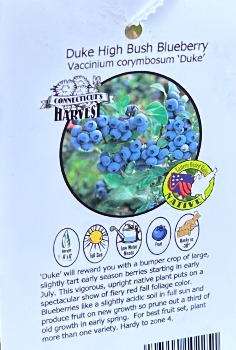 Vaccinium corymbosum 'Duke'  - Highbush Blueberry