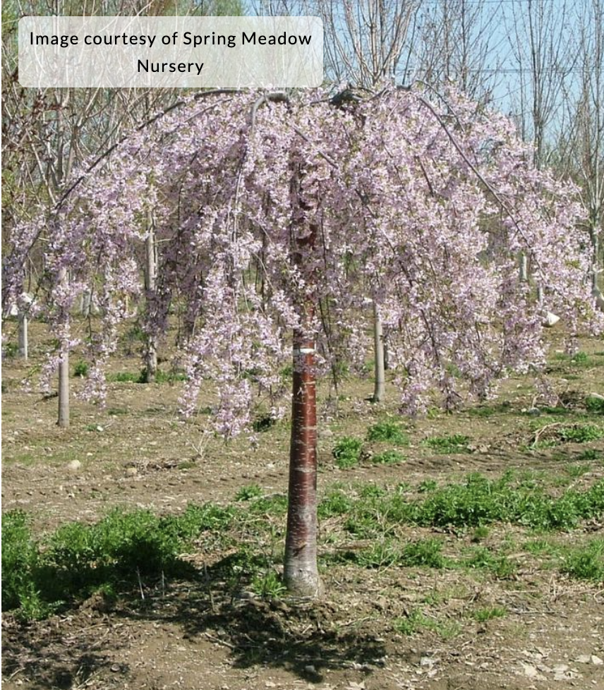 Prunus x 'Pink Snow Showers' (Weeping Cherry Tree)