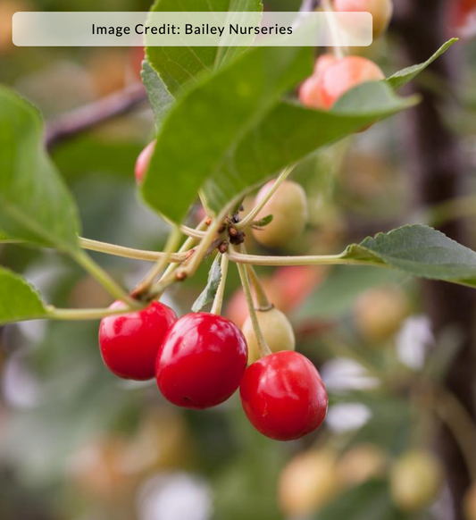 Cherry 'Sweet Cherry Pie' - Cherry tree (Prunus)