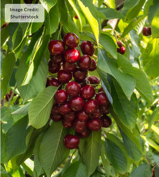 Cherry 'Stella' - Cherry tree (Prunus)