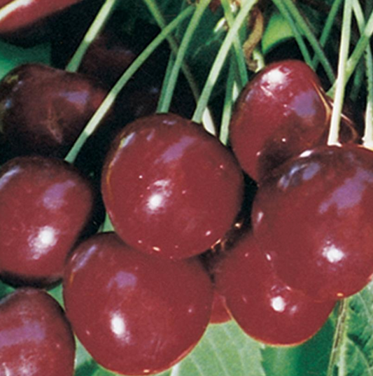 Cherry 'Regina' - Cherry tree (Prunus)