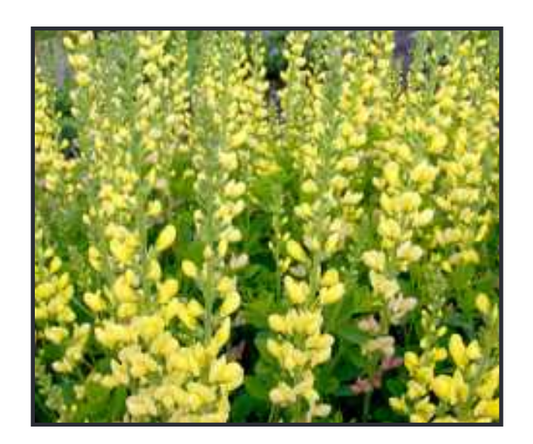 Baptisia x 'Solar Flare Prairieblues'