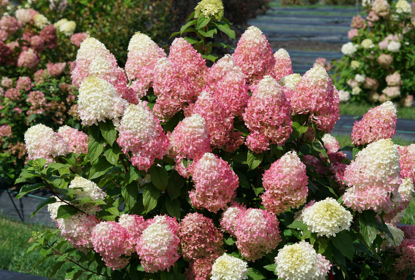 Hydrangea paniculata 'Quick Fire Fab' - (Shrub)