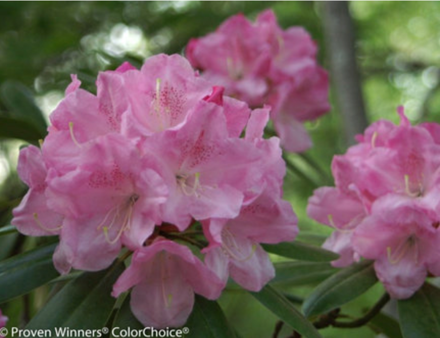 Rhododendron 'Dandy Man® Pink'