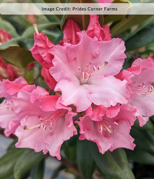 Rhododendron 'Dandyman Color Wheel'