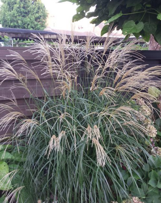 Miscanthus sinensis 'Silberpfeil' (Japanese Silver Grass)